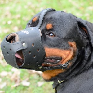 Намордник из кожи для ротвейлера «Trained dog»
